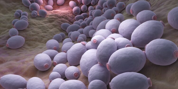Mantar Enfeksiyonları: Candida Albicans Mayası İnsan Bağışıklık Sisteminden Nasıl Yararlanıyor?