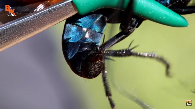 Dünyanın en acı verici böceklerinden biri olan Tarantula şahin yaban arısı tarafından bilerek sokulur