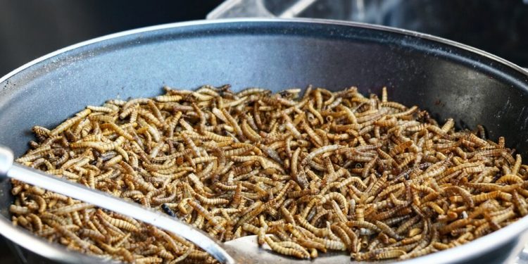 Yiyeceklere etli bir tat veren böcekler