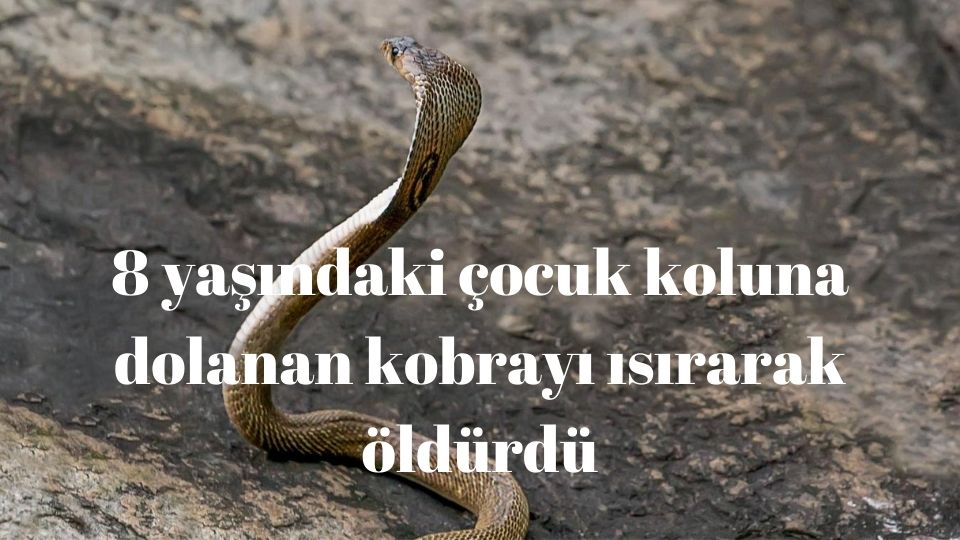 8 yaşındaki çocuk koluna dolanan kobrayı ısırarak öldürdü