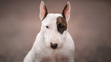 Belçika'da köpek saldırısına uğrayan bebeğin kolu ve bacağı kesildi.