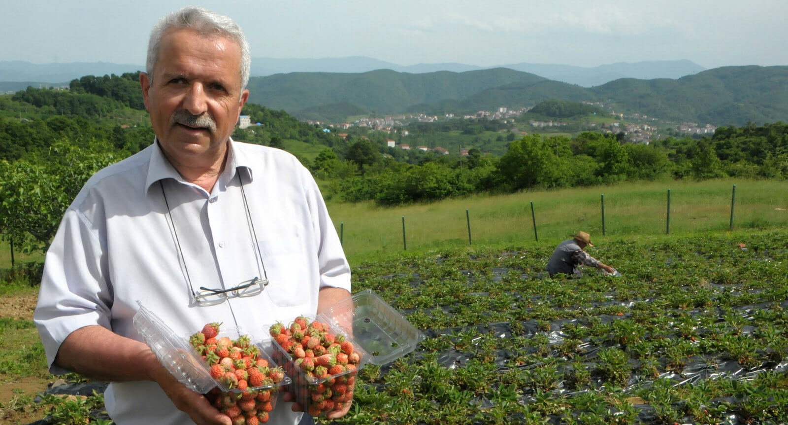 Zonguldak'ta Yetişen Osmanlı Çileği Kilosu 60 Liradan Siparişe Yetişemiyor