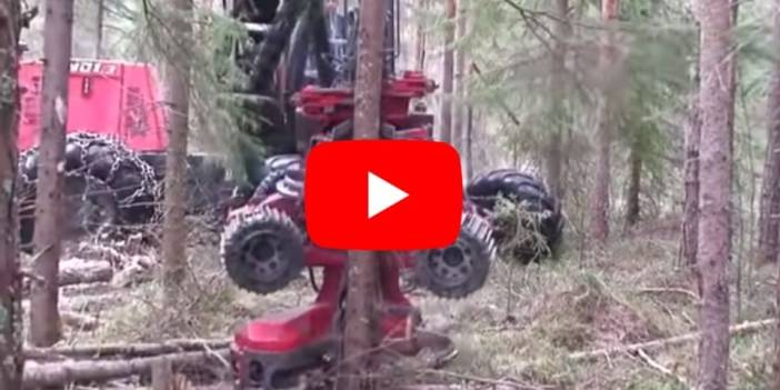 Powerful Big Tree Harvester Working, Amazing Giant Excavator Cutting Tree, Fast Tree Removal Machine